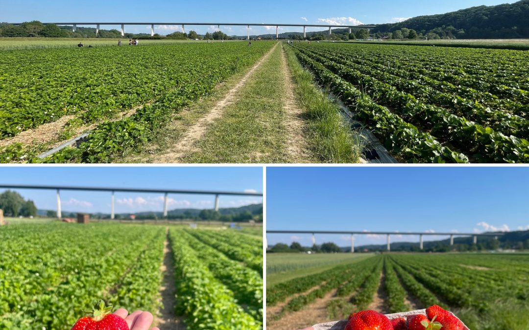 Erdbeersaison zum Selberpflücken in Mülheim beendet