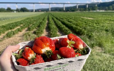 Erdbeerfeld in Mülheim explodiert an Erdbeeren