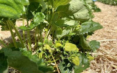 Erdbeeren zum Selberpflücken dauert noch in Ratingen