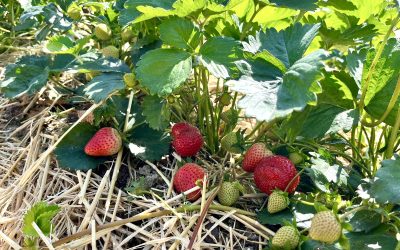Selberpflücken der Erdbeeren in Mülheim Mintard gestartet